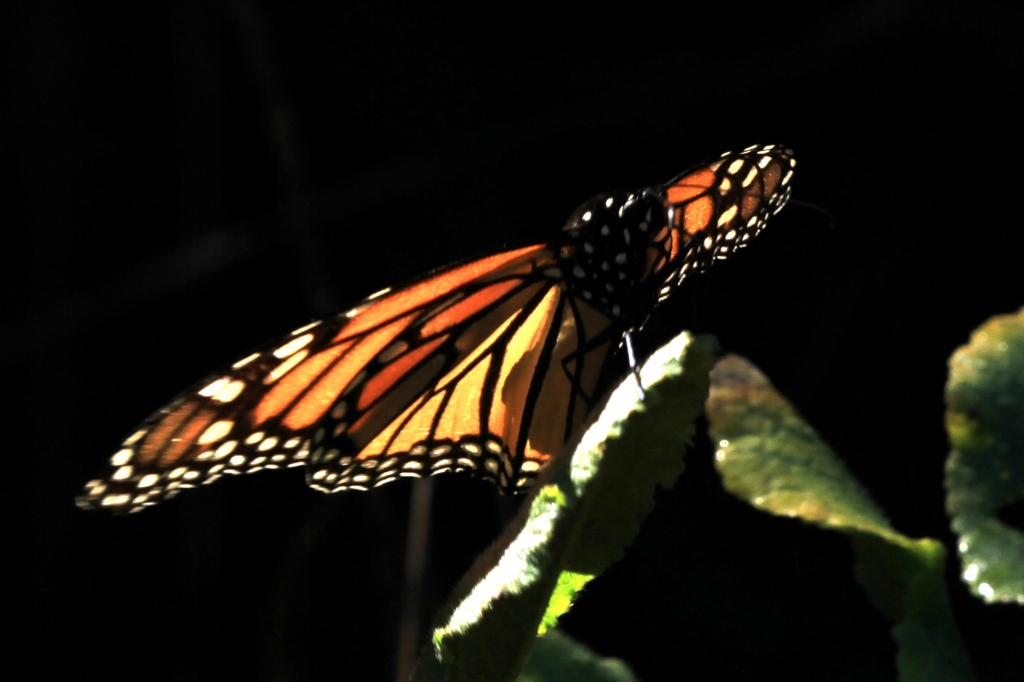 Monarch Butterflies Migration ,Monarch Butterfly Migration, coronado butterfly preserve, Goleta CA, Santa Barbara travel, day trips, travel