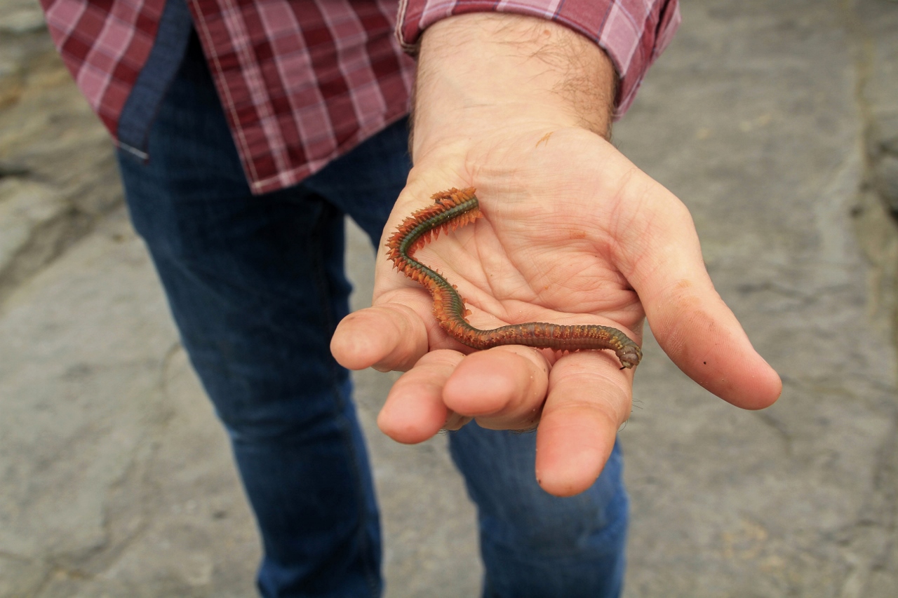Using ragworms to catch fish in Bundoran, Ireland by Julie Miche